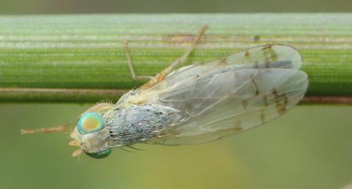 Réf. 268 231 : Acanthiophilus helianthi